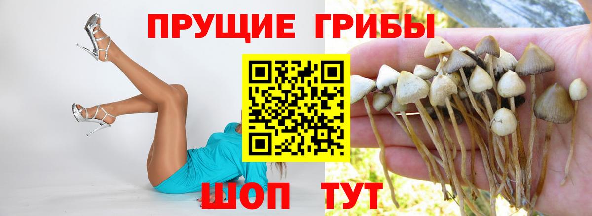 Кизляр  Псилоцибиновые грибы Psilocybine cubensis  Вход с VPN 